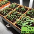 Day-6.jpg Hydroponic grower - GreenGrowBox Contest