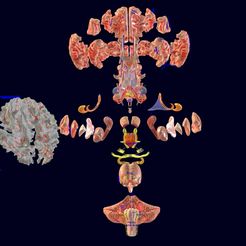 screenshot143.jpg Central nervous system cortex limbic basal ganglia stem cerebel 3D model