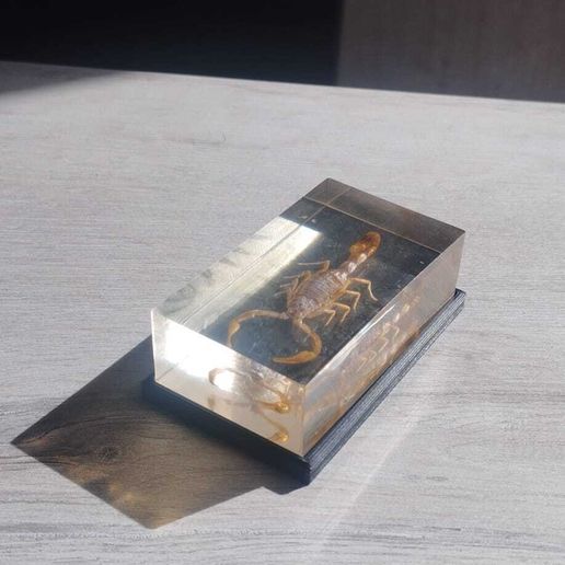 scorpion box