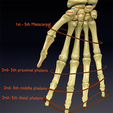 5.png Human skeleton set complete separable labelled bone names parts 3D model
