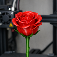 realistic-rose-withlayered,-curled-petals-and-full-stem.png Archivo STL 3d Rose