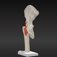 2.png 3D Hip Joint Anatomy Model