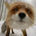 Foxbiker