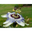 Passiflora Caerulea_2.PNG Passionflower