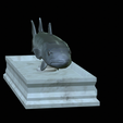 Barracuda-base-5.png fish great barracuda / Sphyraena barracuda statue detailed texture for 3d printing