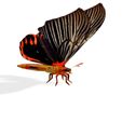 ddd.jpg DOWNLOAD BUTTERFLY 3D MODEL - ANIMATED - 3D PRINTING - MAYA - BLENDER 3 - 3DS MAX - UNITY - UNREAL - CINEMA 4D -  OBJ - FBX - 3D PROJECT CREATE AND GAME READY BUTTERFLY INSECT - DRAGON