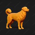 368-Anatolian_Shepherd_Dog_Pose_01.jpg Anatolian Shepherd Dog 3D Print Model Pose 01