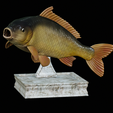 Carp-trophy-statue-2.png fish carp / Cyprinus carpio in motion trophy statue detailed texture for 3d printing