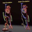 ps-0003.jpg Fetal and adult blood circulation