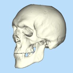 1.jpg Archivo STL Cráneo completo・Diseño para descargar y imprimir en 3D, Additiveindia