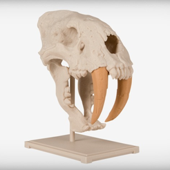 Capture d’écran 2017-09-05 à 17.51.02.png Free STL file Saber-Toothed Cat Skull・Object to download and to 3D print, JackieMake