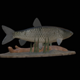 Grass-carp-1-7.png fish grass carp / Ctenopharyngodon idella / amur bílý statue detailed texture for 3d printing