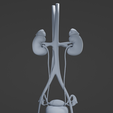 FU1.png Female urinary system