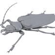 titanus-plastic.jpg Titan beetle
