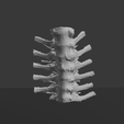 A2.png 逼真的胸椎与肋骨 3D 可打印解剖模型