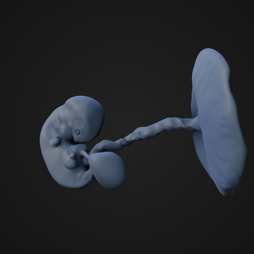 👶 7 Weeks Fetus・ STL File for ・Cults