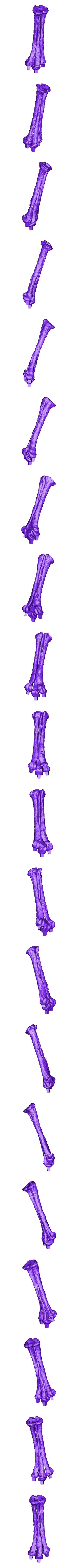 Metatarsals_Left_Part_01.OBJ Scheletro di piccolo T-rex a grandezza naturale - Parte 03/10