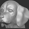 13.jpg Puppy of Beagle dog head for 3D printing