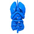 eauieauaeueauaeu.jpg Internal Organs / Human  Organs / Human Internal Organs