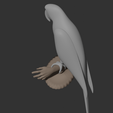Parrot5.png Papagaio