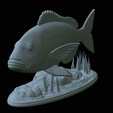 Dentex-statue-1-29.png fish Common dentex / dentex dentex statue underwater detailed texture for 3d printing