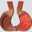 stomach-gastric-separable-parts-3d-model-max-fbx-blend-7.jpg STOMACH GASTRIC SEPARABLE PARTS 3D print model