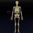 human-skeleton-set-complete-separable-labelled-bone-names-parts-3d-model-blend-55.jpg Human skeleton set complete separable labelled bone names parts 3D model