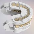 6.jpg 3D Dental Jaws Replica with Detachable Teeth