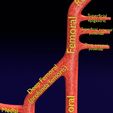 PS0073.jpg Human arterial system schematic 3D