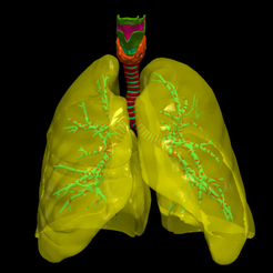 01.png 3D Model of the Lungs Airways