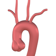 aorta-3.png HUMAN AORTA - MAIN AORTIC ARTERY