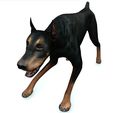 00.jpg DOG DOG DOWNLOAD Dóberman 3d model Animated for Blender - fbx - unity - maya - unreal - c4d - 3ds max - 3D printing DOBERMAN DOG DOG PET CANINE POLICE WOLF DOG