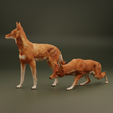 ethiwolves2.png Der Äthiopische Wolf | Fundraiser
