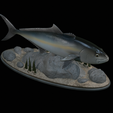 Greater-Amberjack-statue-1-25.png fish greater amberjack / Seriola dumerili statue underwater detailed texture for 3d printing