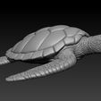 1.jpg Sea turtle