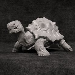 11.jpg Turtle - Non présupposé