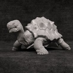 11.jpg Turtle - No Presupported