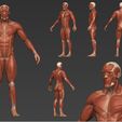 Cuerpo_Anatomia_Vistas.jpg Male body anatomy