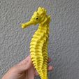 PXL_20250123_175956203.jpeg FLEXI SKELTON SEAHORSE
