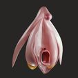 clitoris004.jpg Clitoris Anatomy - Resting Clitoris