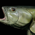 Bass-trophy-22.png Largemouth Bass / Micropterus salmoides fish in motion trophy statue detailed texture for 3d printing