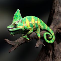 Chameleon_Scene1-4.jpg Fichier 3D Chameleo Calyptratus- Caméléon du Yémen-STL avec texture pleine taille- Modèle High-Polygon 3D・Modèle à télécharger et à imprimer en 3D