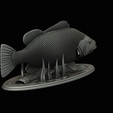 Peacock-Bass-statue-1-3-23.png FISH in motion Peacock bass (Cichla ocellaris) fish natural base detailed texture for 3d printing