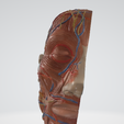 Head-neck-cross-section-3.png Head & Neck Cross-Section 3D Model – Brain, Brainstem, Nasal Sinus, Pharynx, Larynx, Muscle, Artery, Vein | High-Resolution Anatomy