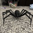ARAIGNÉE VEUVE NOIRE