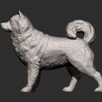 Alaskan-Malamute9.jpg 3D-Datei Alaskan Malamute 3D-Druck Modell・Modell für 3D-Drucker zum Herunterladen
