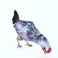 EEE.jpg CHICKEN CHICKEN - DOWNLOAD CHICKEN 3d Model - animated for Blender-Fbx-Unity-Maya-Unreal-C4d-3ds Max - 3D Printing HEN hen, chicken, fowl, coward, sissy, funk- BIRD - POKÉMON - GARDEN