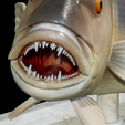 Dentex-trophy-23.png fish Common dentex / dentex dentex trophy statue detailed texture for 3d printing