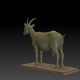 3.jpg Ziege 3D Modell