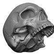 Skull-articulated1.jpg Skull articulated